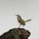 Tailor Bird perched on a tree stump at ChukkiMane