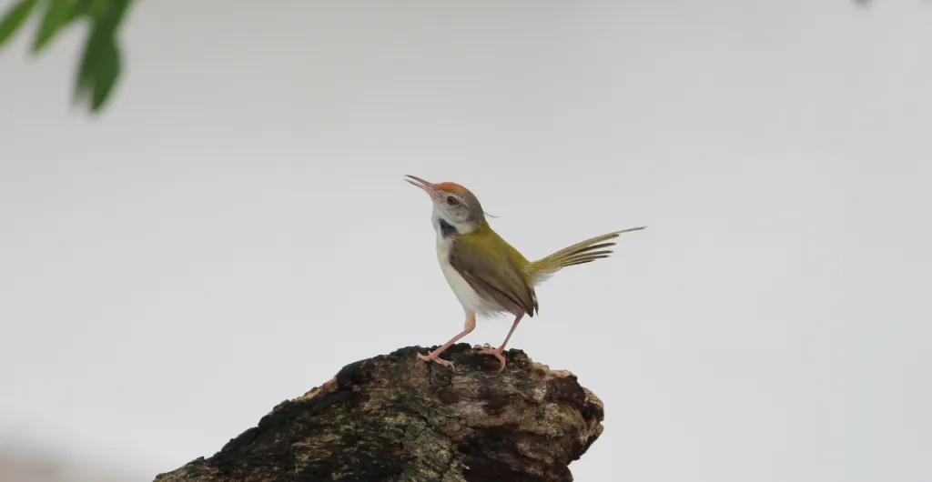 Tailor Bird perched on a tree stump at ChukkiMane