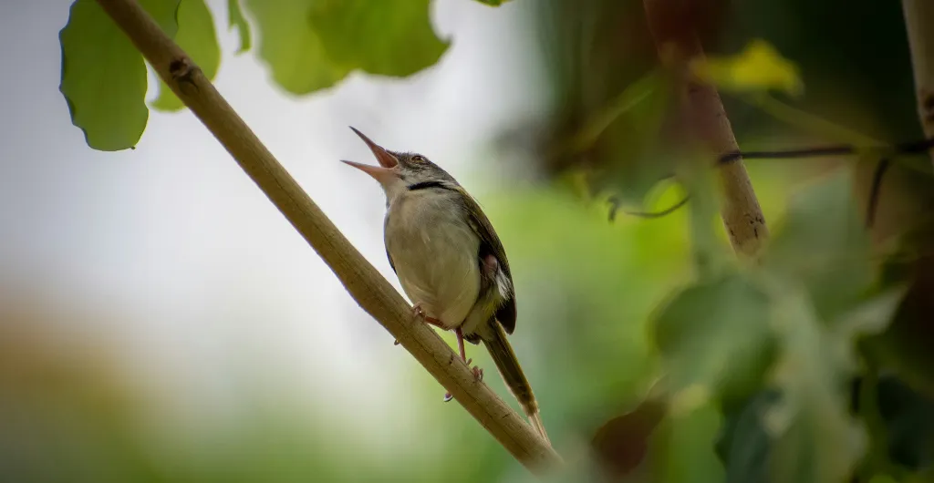 Tailor Bird singing on a branch in the ChukkiMane forest