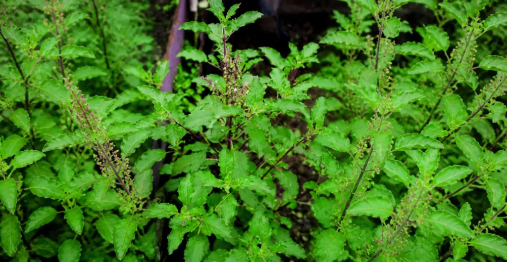 Tulsi (Holy Basil) plant flourishing in the ChukkiMane garden Tulsi (Holy Basil) plant flourishing in the ChukkiMane garden