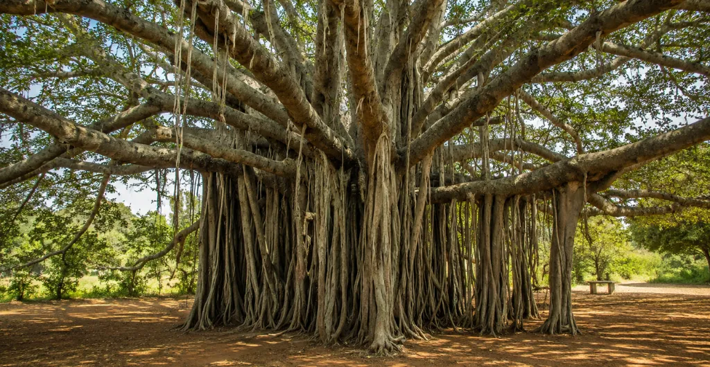 Ancient Banyan tree with aerial roots