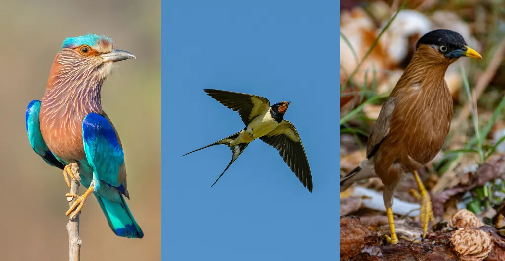 Birds in grasslands and agricultural fields