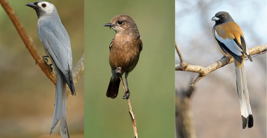 Birds in native tree and bushland habitats
