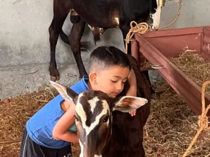 Child playing with a calf in ChukkiMane