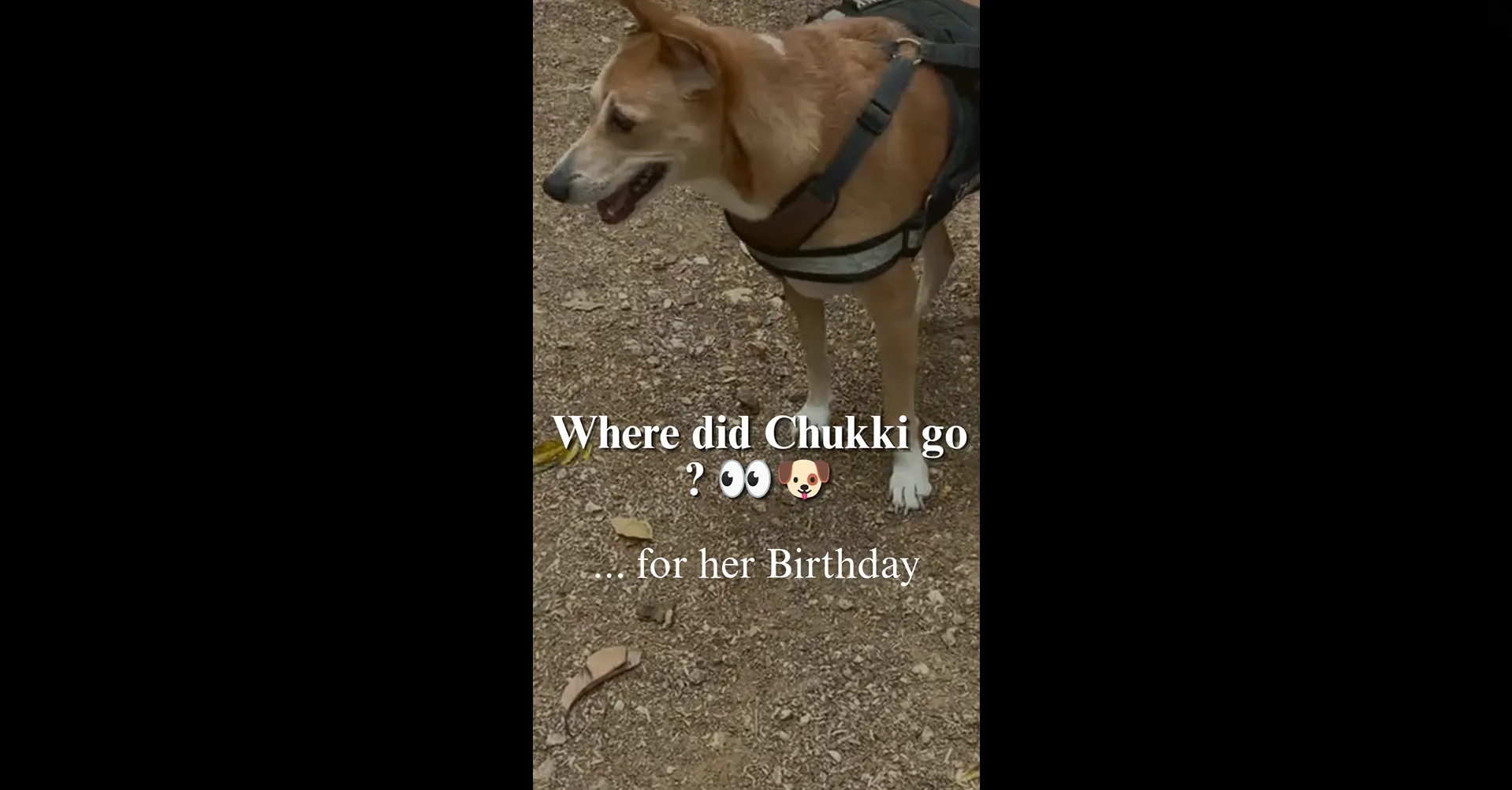 Chukki's birthday at ChukkiMane