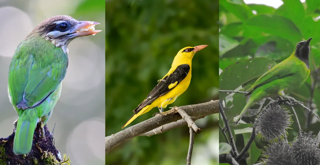 Colourful birds in ChukkiMane food forest