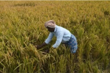 Farmer harvesting mature paddy in Karnataka