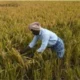 Farmer harvesting mature paddy in Karnataka