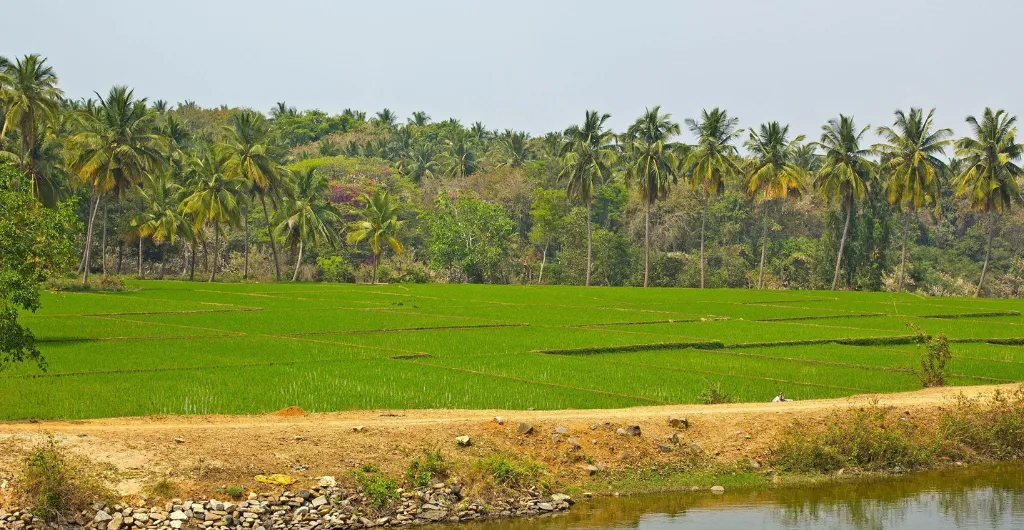 Green paddy fields in rural Karnataka Green paddy fields in rural Karnataka