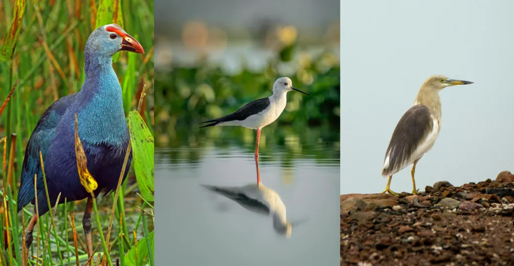 Kaveri River wetland birds near Shivanasamudra