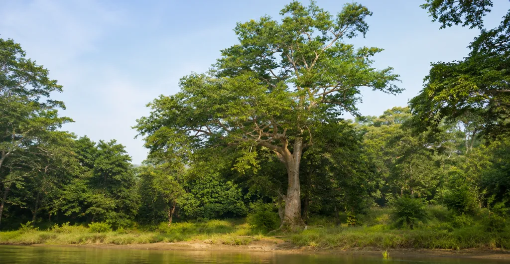 Kaveri riverside heritage tree