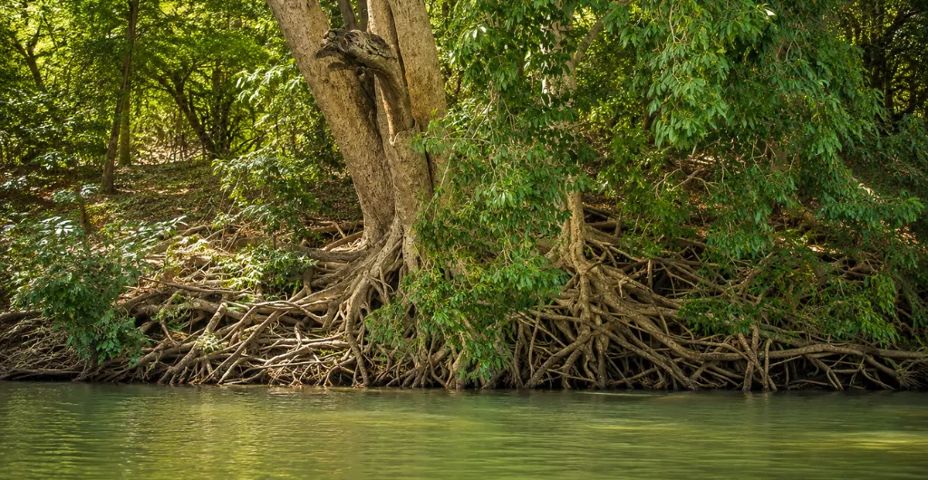 Native tree along the Kaveri riverbank
