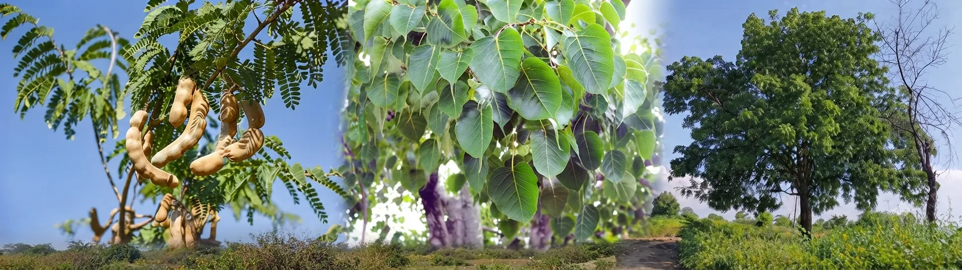 Native trees in Karnataka landscape