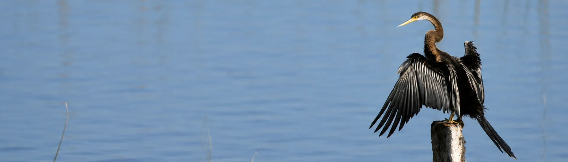 Oriental Darter at Kaveri River backwaters