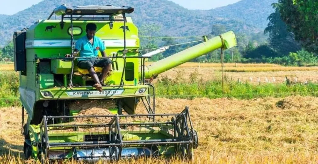 Paddy harvesting with a combine harvester Paddy harvesting with a combine harvester