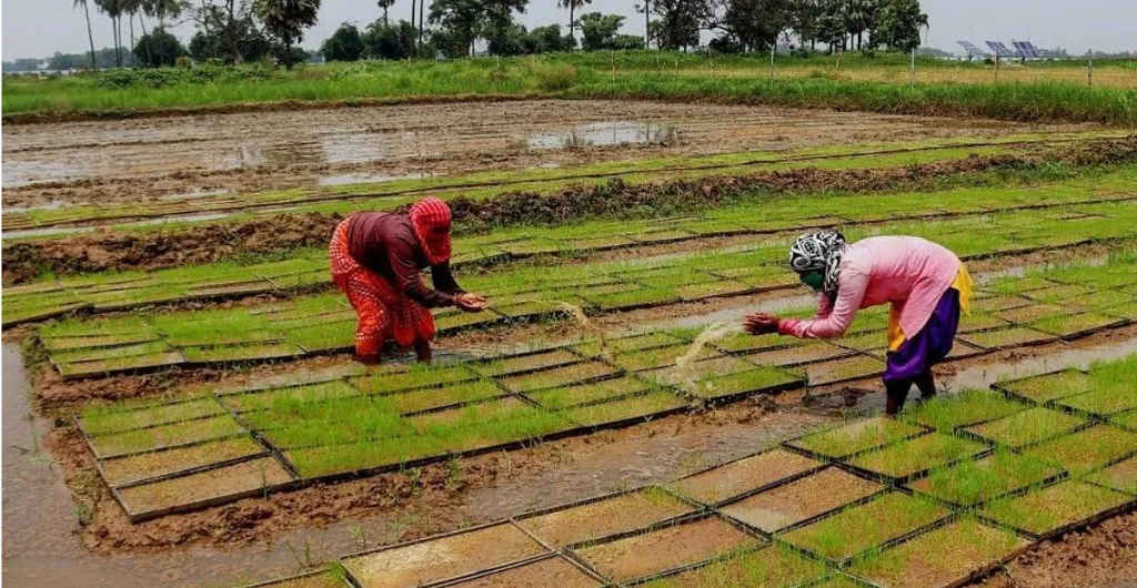 Paddy seedlings growing in a nursery bed Paddy seedlings growing in a nursery bed