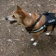 Pet friendly resort near Bangalore