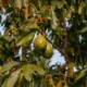 Avocadoes growing on a tree, illustrating edible plants in a diverse food forest