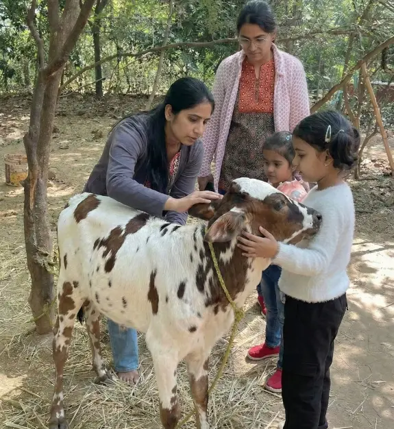 Children learning about farm animals by gently interacting with a calf at a countryside farm near Bangalore