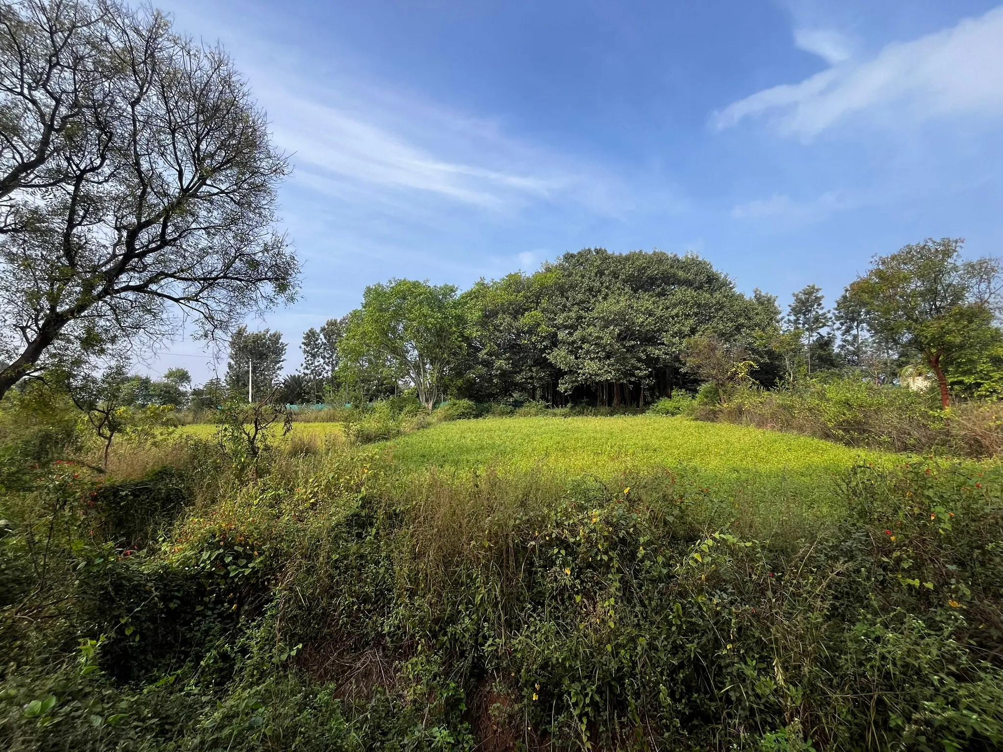 Three painted storks in a grassy landscape
