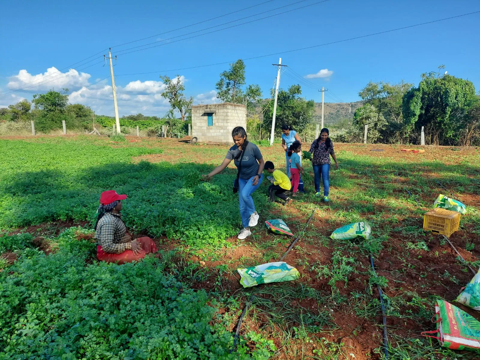 Children and adults looking for birds beside a countryside road