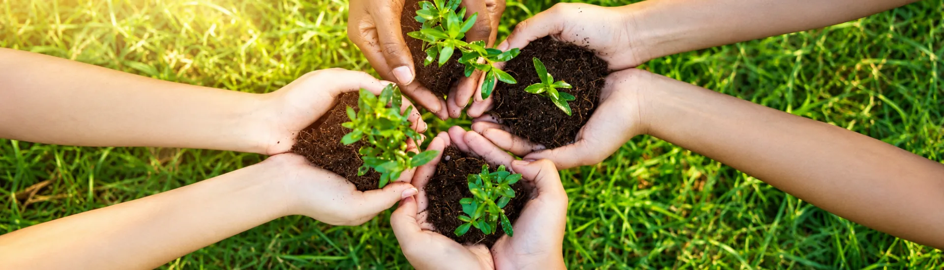 Hands planting seedlings to promote sustainable living Hands planting seedlings to promote sustainable living