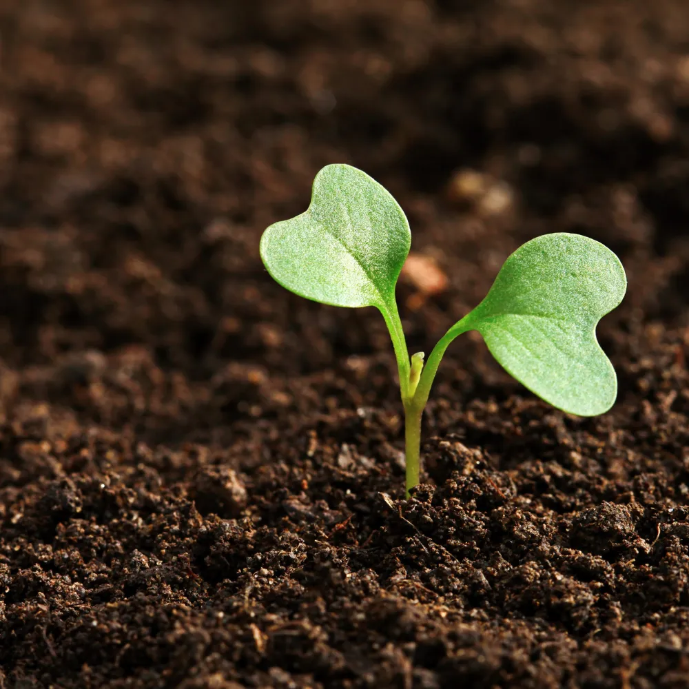Healthy Soil Healthy Soil