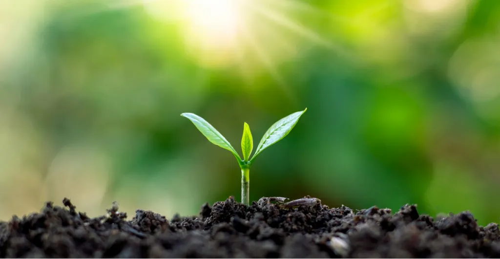 Healthy seedling growing in nutrient-rich compost soil Healthy seedling growing in nutrient-rich compost soil