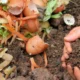 Organic compost made from kitchen waste and soil