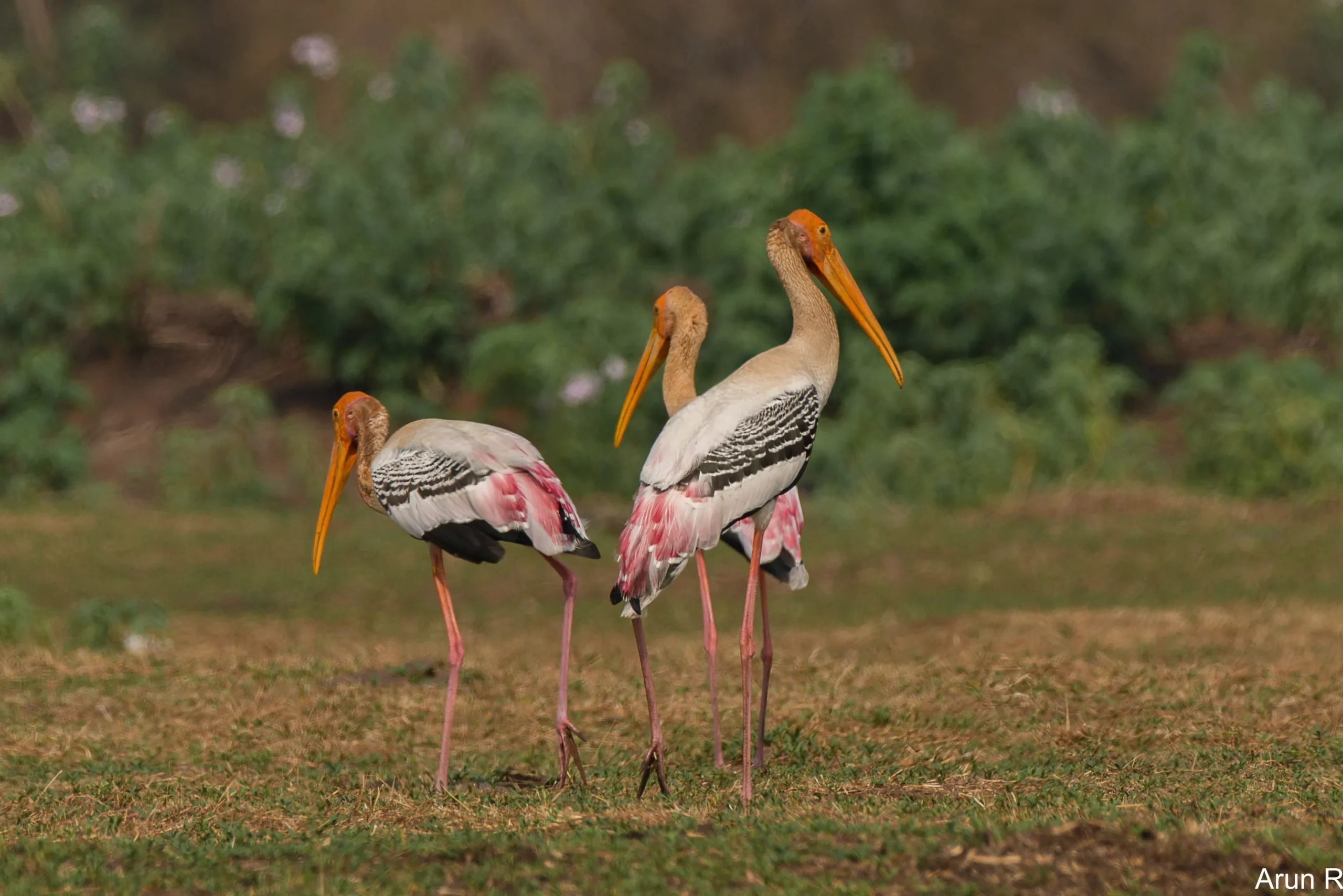 Three painted storks in a grassy landscape